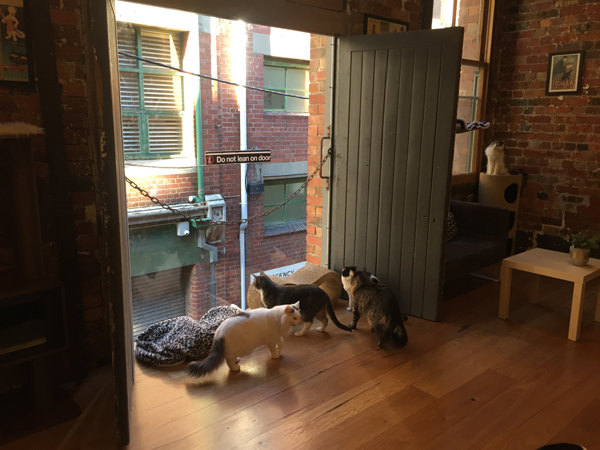 Cat Cafe Melbourne.