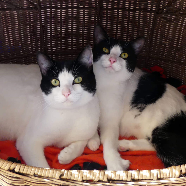 Cat Cuddle Cafe, Brisbane.