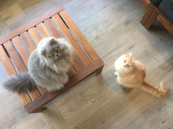 Residents of Hashtag Meow Cafe, Adelaide.