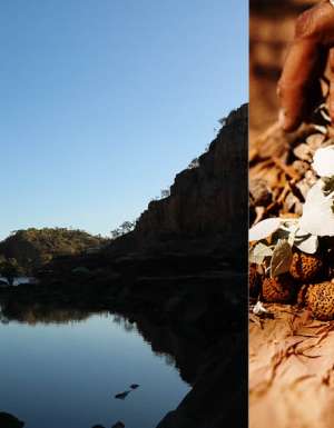 bush food native Katherine river