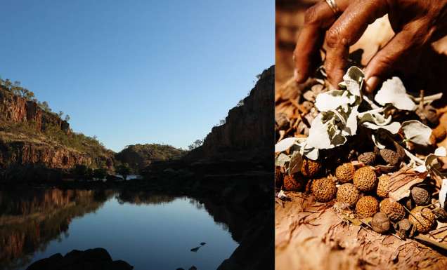 bush food native Katherine river