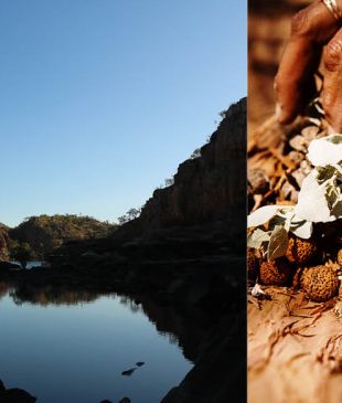 <p><i>Fancy an outback</i>, bush tucker dining experience?</p>

