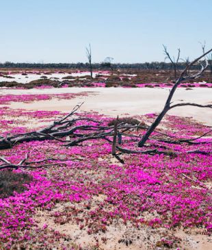 <p><i>Five of the best places</i> to get into <strong>WA’s</strong> wildflower season</p>
