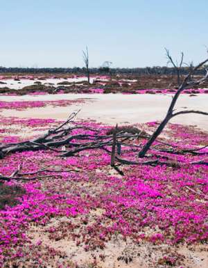 Flora flowers season bloom wa native plants