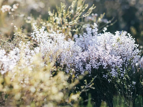 Soft purple and white wildflowers in bloom in WA
