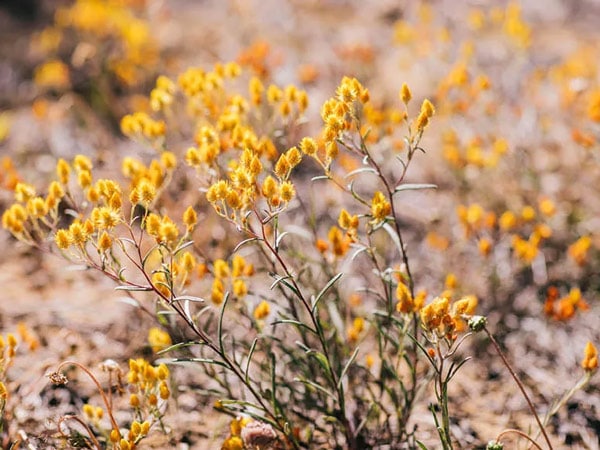 Yellow wildflowers in WA