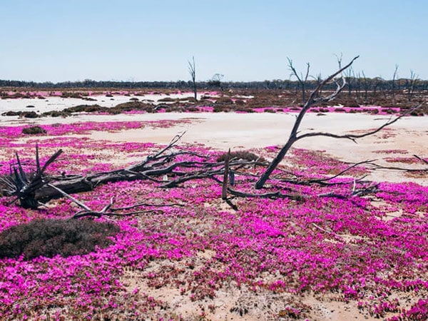 Purple-pink flowers carpet the WA outback during wildflower season