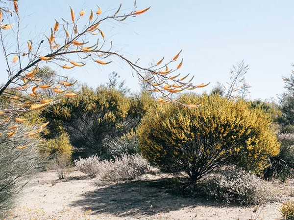 Wildflowers in bloom in Albany WA