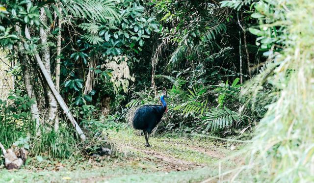 Cassowary Mission Beach rainforest
