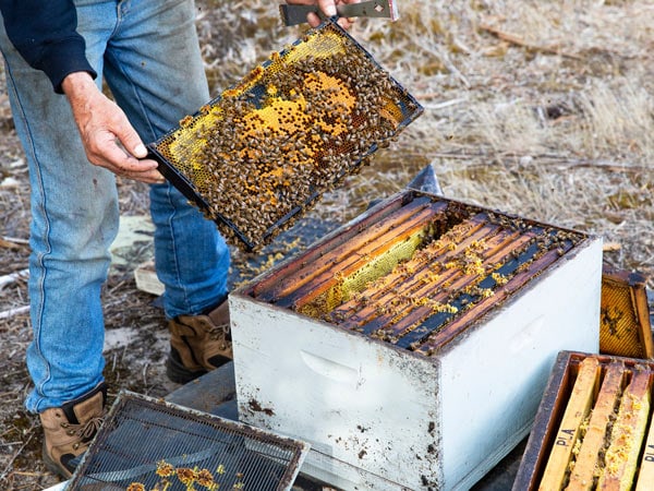 Bees at Clifford's Honey Farm. 