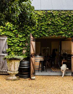 A dog at Krinklewood Winery
