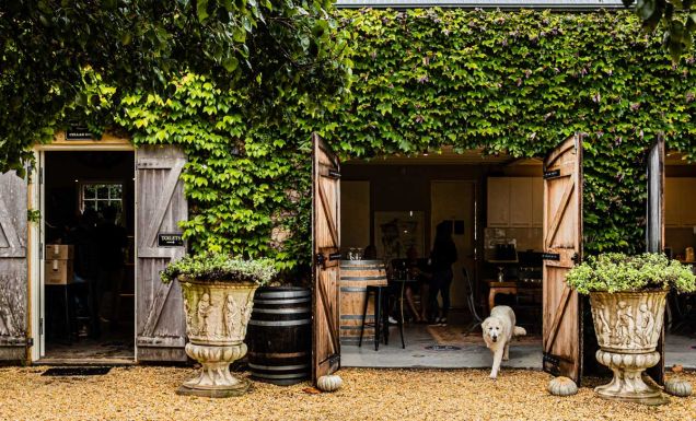 A dog at Krinklewood Winery