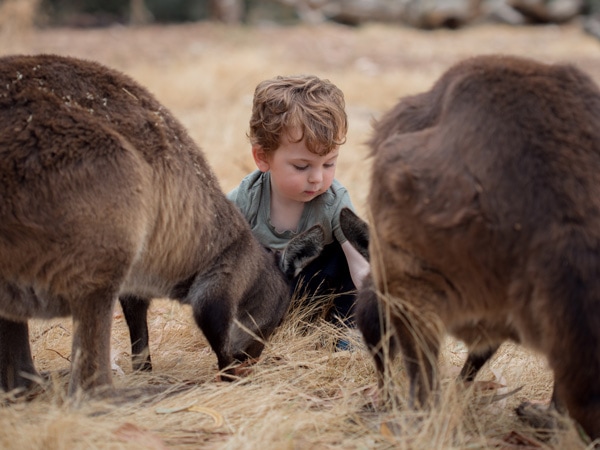 Child pats Kangaroo Island kangaroos.
