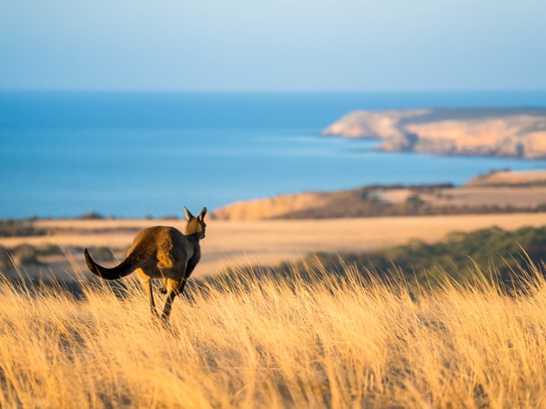 Kangaroo hopping at Middle River on Kangaroo Island.