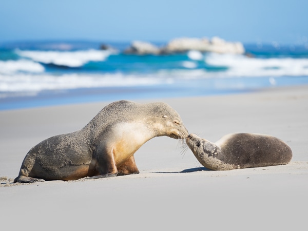 Two seals kissing at Seal Bay.