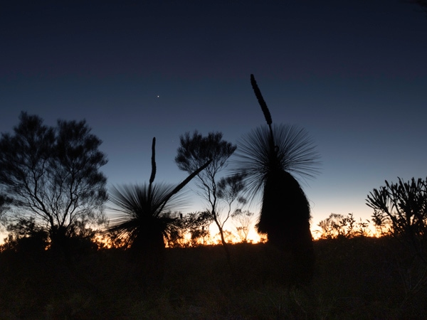Sunrise silhouette of grass trees in Kalbarri National Park