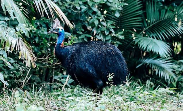 Cassowary Mission Beach rain forest far north Queensland