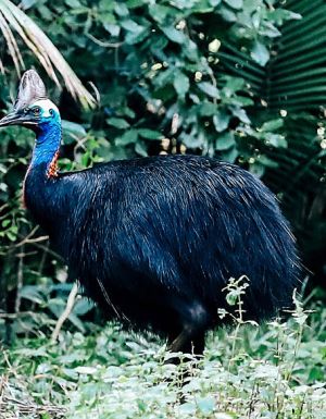 Cassowary Mission Beach rain forest far north Queensland