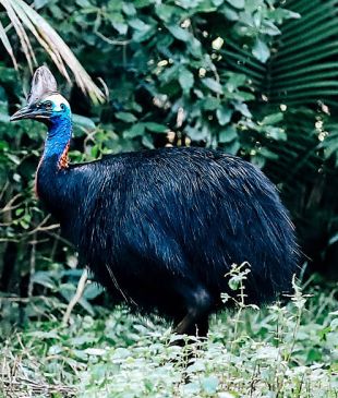 <p><i>How (and how not) to see</i> a cassowary</p>
