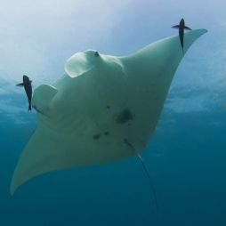 lady elliot island manta ray water resort save great barrier reef