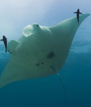 <p><i>8 ways a trip</i> to <strong>Lady Elliot Island</strong> can help save <strong>The Reef</strong></p>

