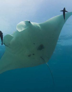 lady elliot island manta ray water resort save great barrier reef