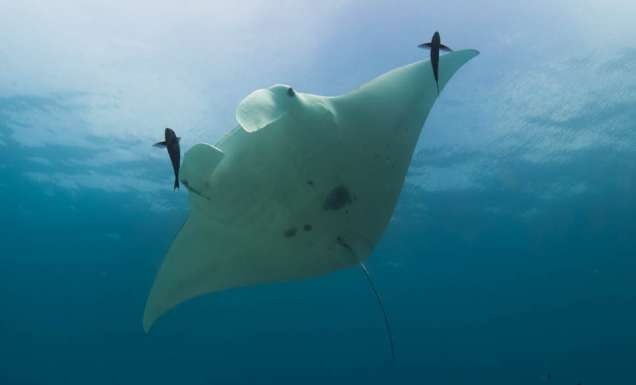 lady elliot island manta ray water resort save great barrier reef