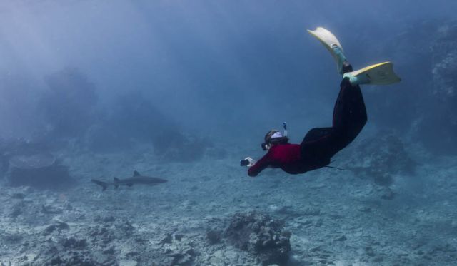 lady elliot island manta ray water resort save great barrier reef