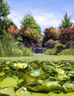 waterlilies in the pond of Mayfield Garden