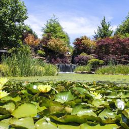 waterlilies in the pond of Mayfield Garden