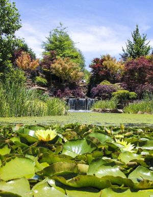 waterlilies in the pond of Mayfield Garden