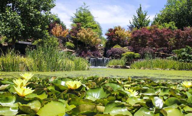 waterlilies in the pond of Mayfield Garden