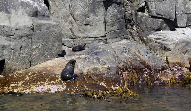 Long-nosed Australian fur seals Tasmania kelp forests