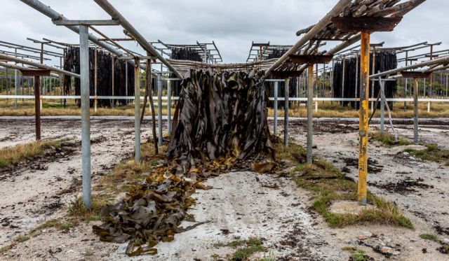 tasmania kelp forest snorkelling