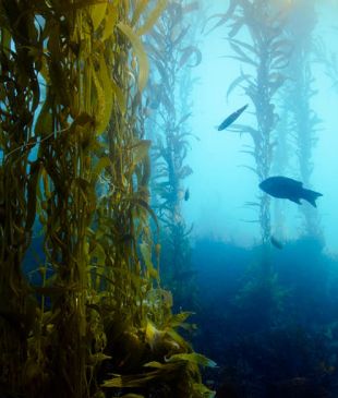 <p><i>In search of</i> <strong>Tasmania’s</strong> disappearing wild ocean forests</p>

