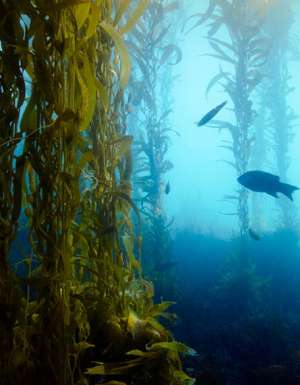 tasmania kelp forest snorkelling