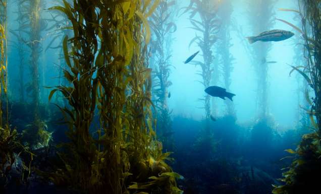 tasmania kelp forest snorkelling