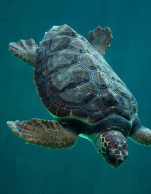 Loggerhead experience turtle bundaberg queensland viewing Mon repos