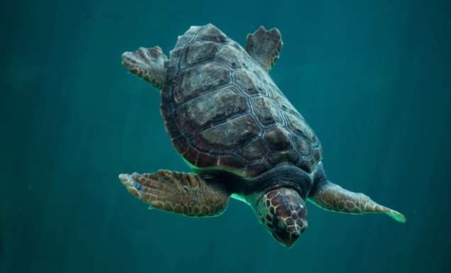 Loggerhead experience turtle bundaberg queensland viewing Mon repos