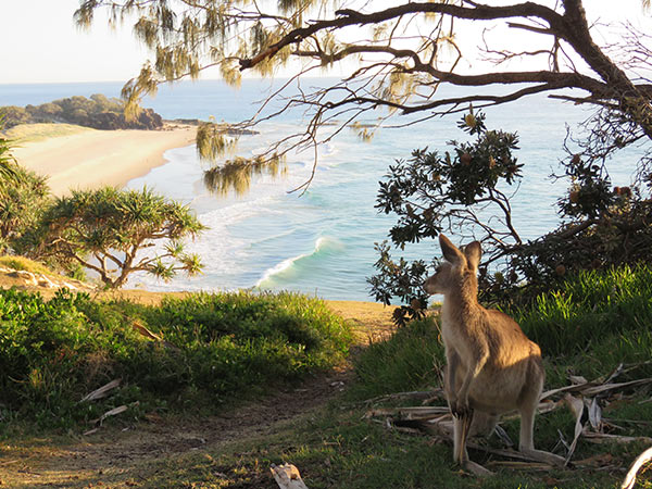 kangaroo on North Stradbroke Island