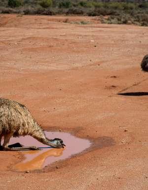 Outback NSW Broken Hill Silverton wilcannia wildlife