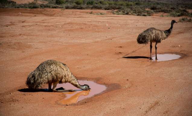 Outback NSW Broken Hill Silverton wilcannia wildlife