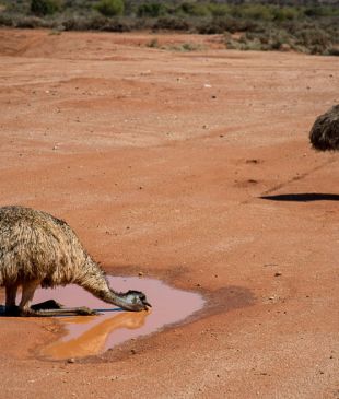 <p><i>A NSW Outback road trip</i> that goes beyond the back of beyond</p>
