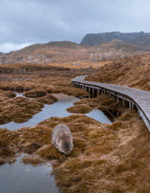 The best hikes and walks in Australia