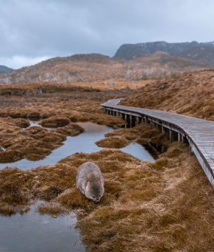 <p><i>10 of <strong>Australia’s</strong> most unforgettable walks and hikes</i></p>
