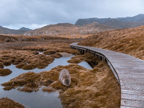 Overland Track