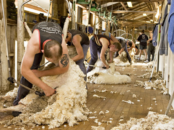 Sheep shearing in Boorowa, Capital Country