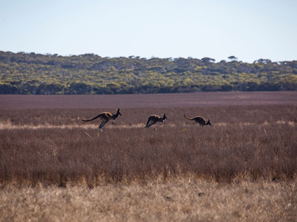 Kangaroos in Fowlers Bay SA