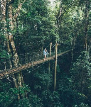 <p><i>Here&#8217;s how to explore</i> the best of <strong>Lamington National Park</strong></p>
