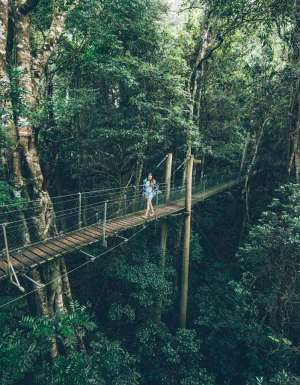 a woman passing through O'Reilly's Tree Top Walk, Lamington National Park